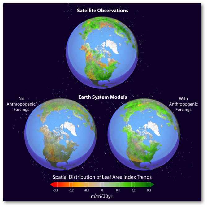 Spatial distribution of LAI trends observed by satellite and simulated by CMIP5 models over the period 1982-2011.