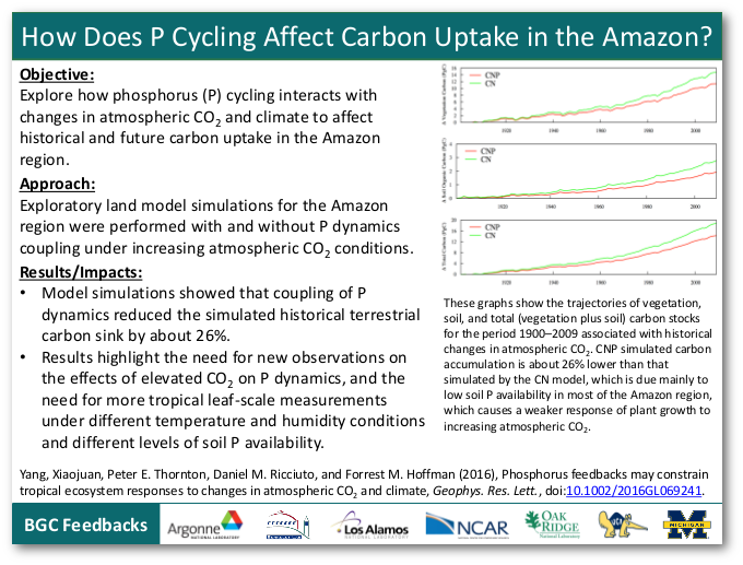 How Does P Cycling Affect Carbon Uptake in the Amazon?