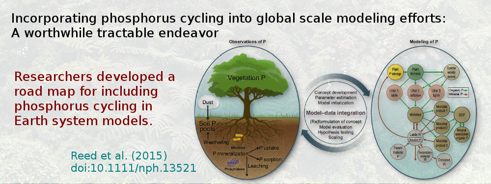 Incorporating phosphorus cycling into global scale modeling efforts: A worthwhile tractable endeavor. Researchers developed a road map for including phosphorus cycling in Earth system models. Reed et al. (2015), doi:101111/nph.13521