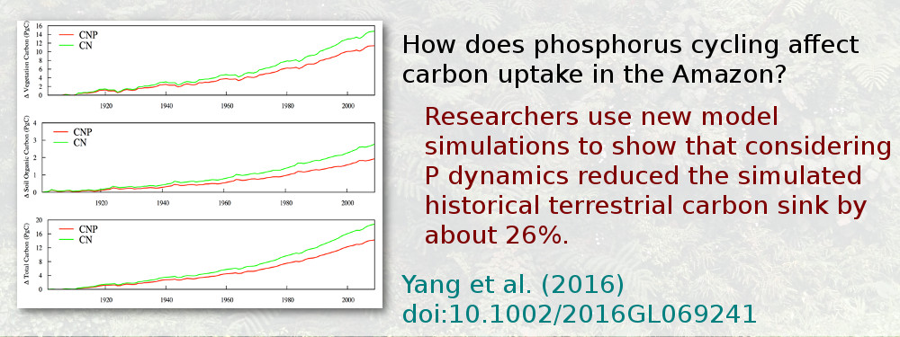 How does phosphorus cycling affect carbon uptake in the Amazon? Researchers use nwe model simulations to show that considering P dynamics reduced the simulated historical terrestrial carbon sink by about 26%. Yang et al. (2016), doi:10.1002/2016GL069241.